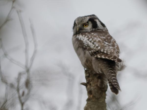 Northern hawk-owl (Surnia ulula)